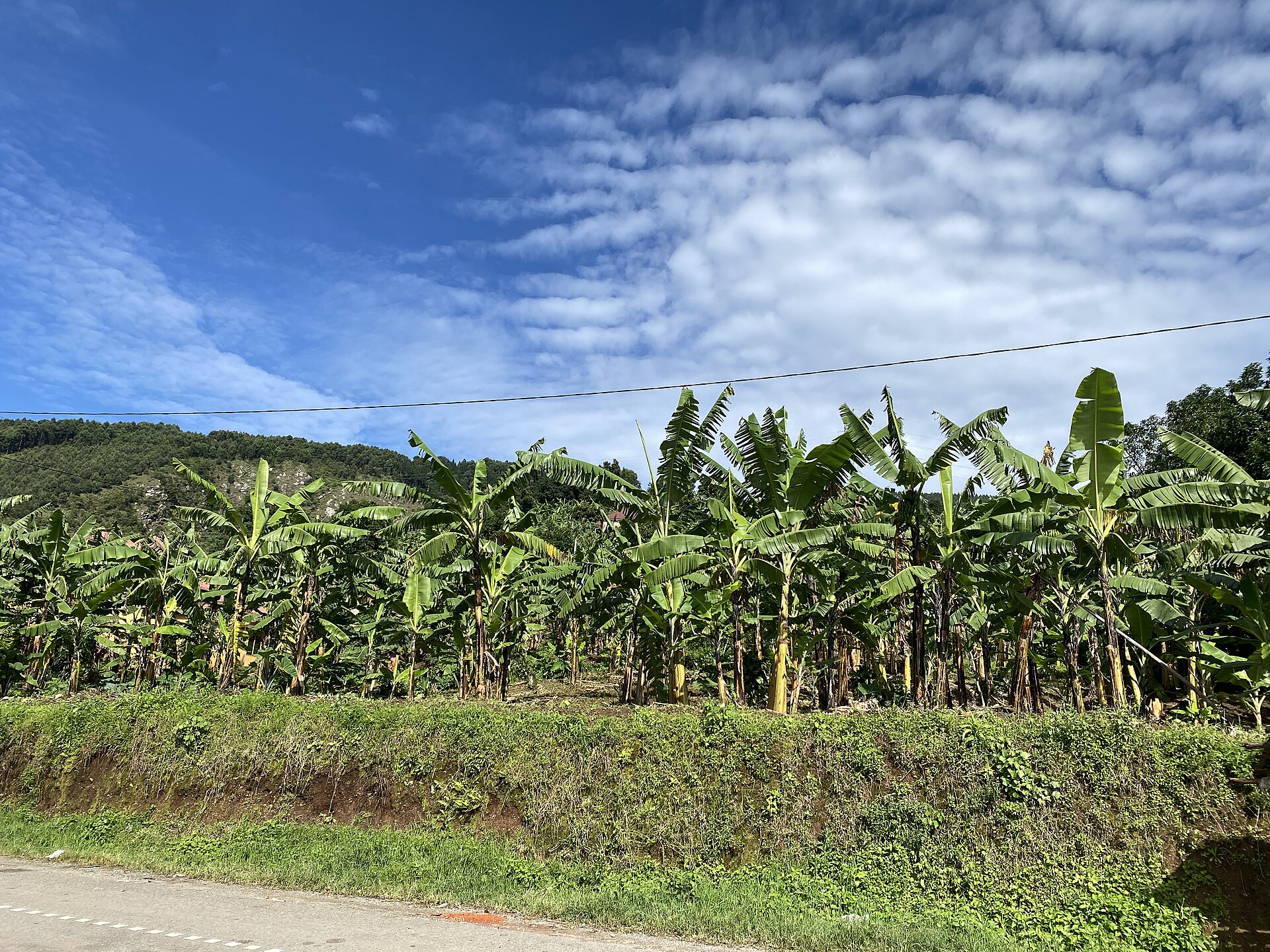 Banana plantation beside a country road under a bright sky