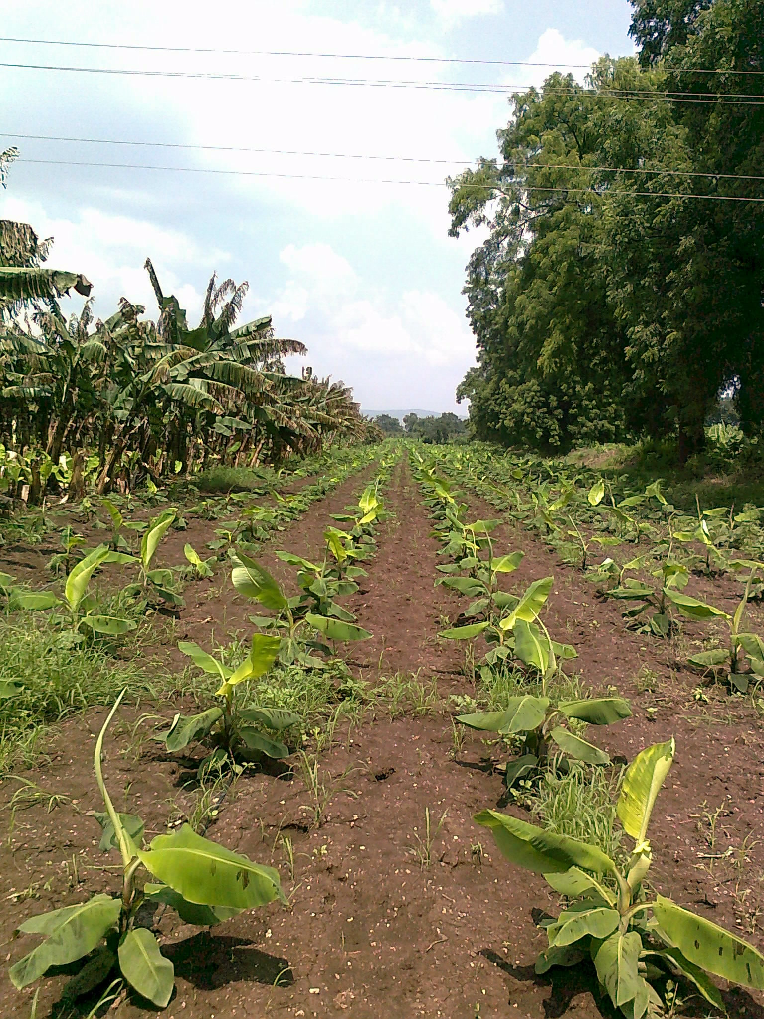 Guided farm walk