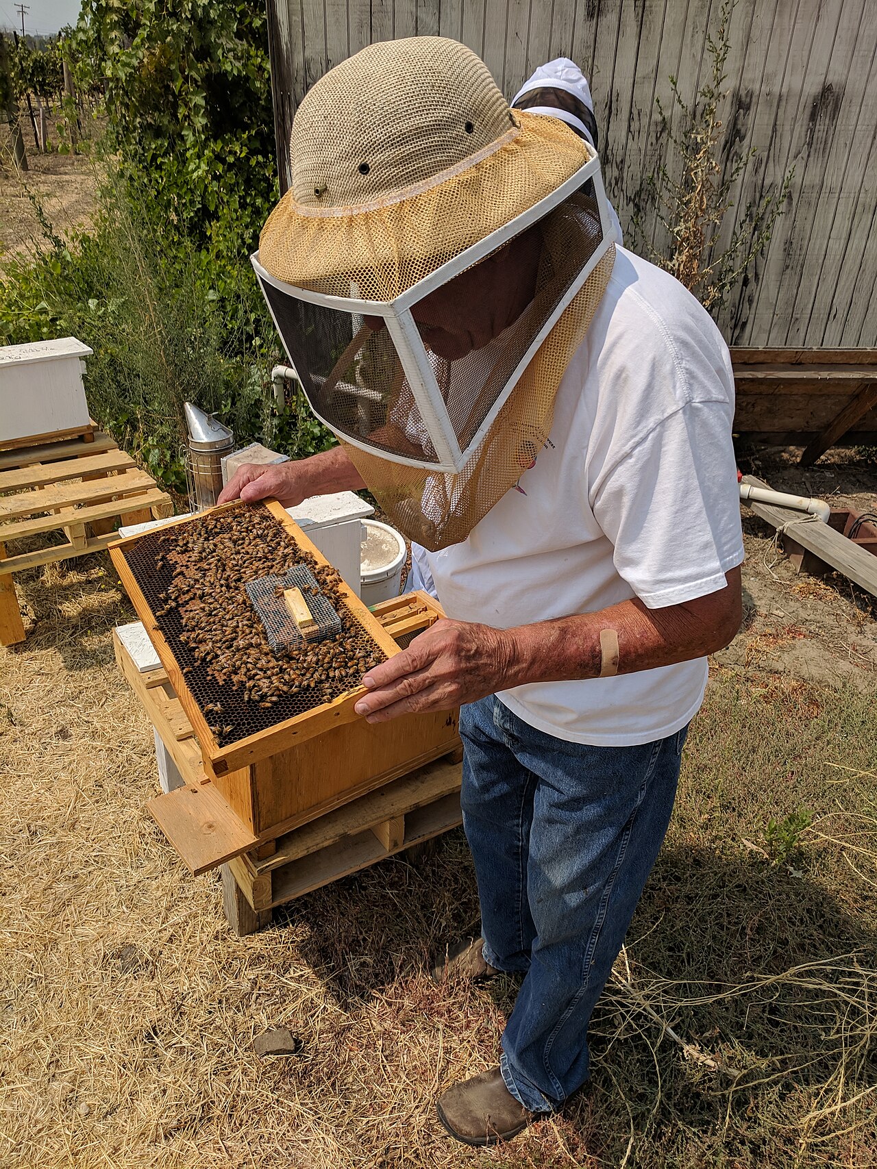 Beekeeper safely inspecting a hive frame