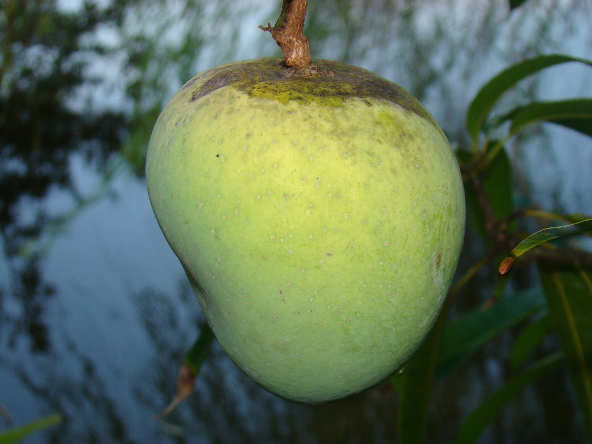 Ripe mango on the tree