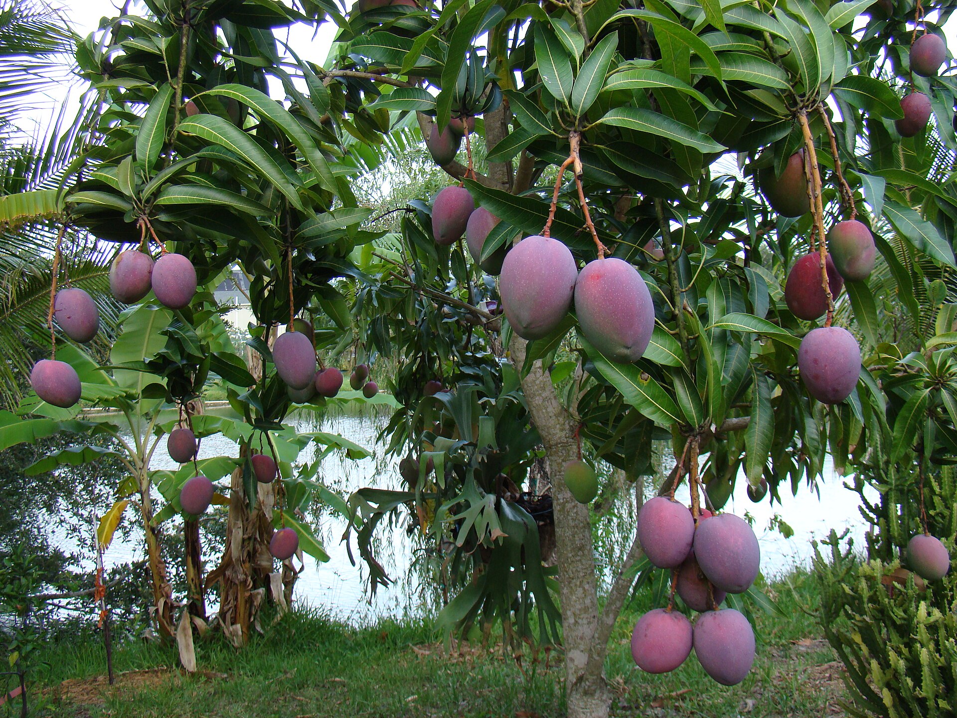 Mango tree heavy with ripening fruit