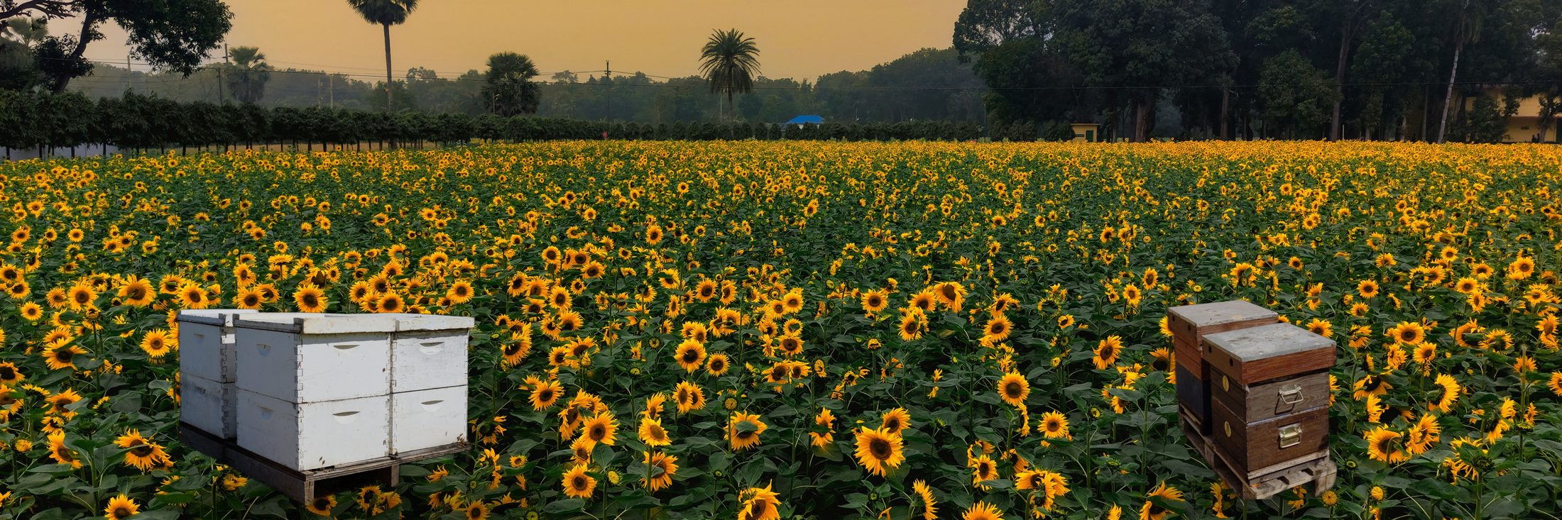 Sunflower field with bee boxes at dusk
