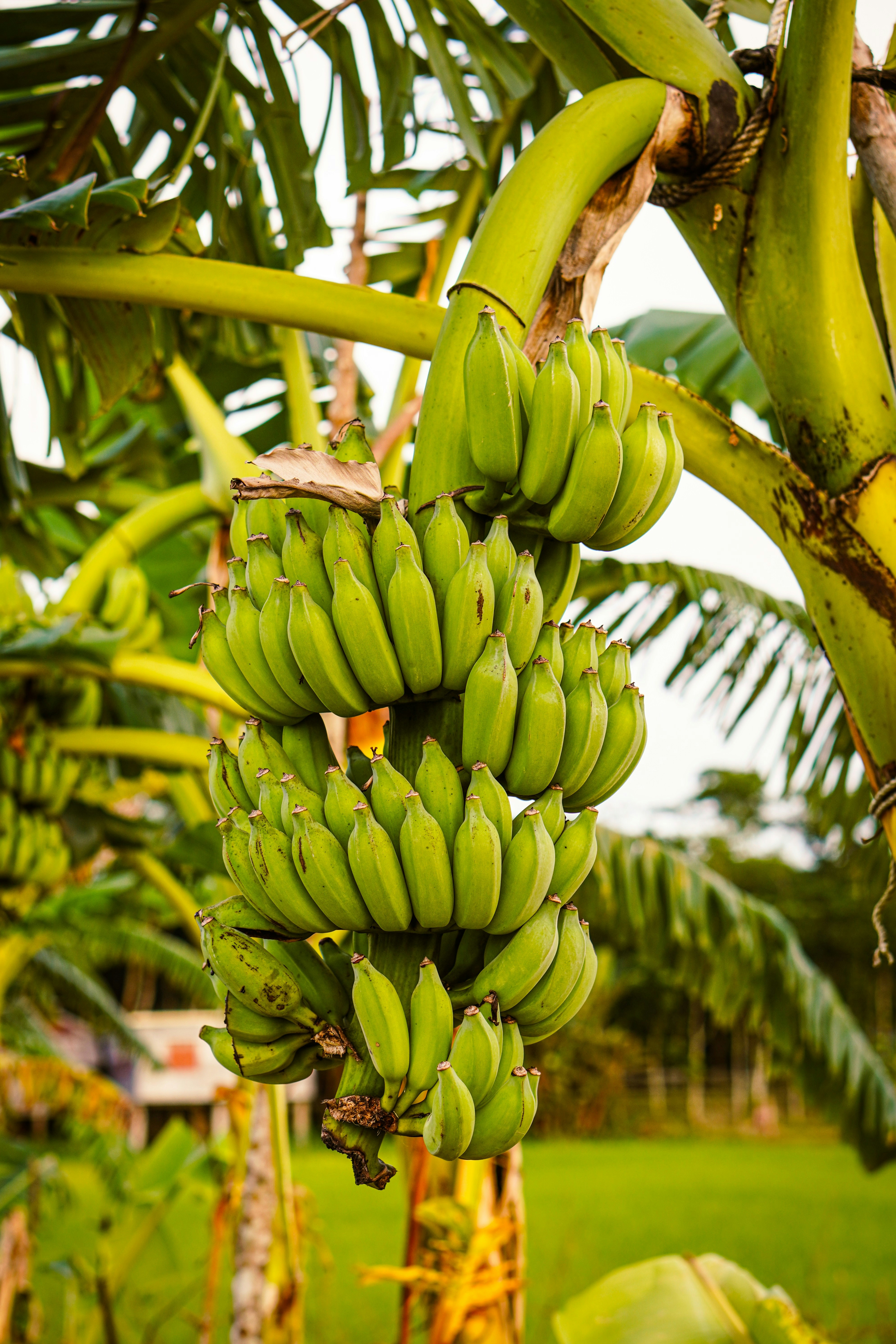 Banana tree with a growing bunch