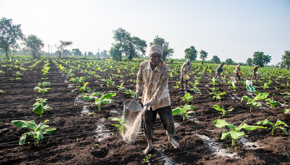 A farmer standing in his banana field