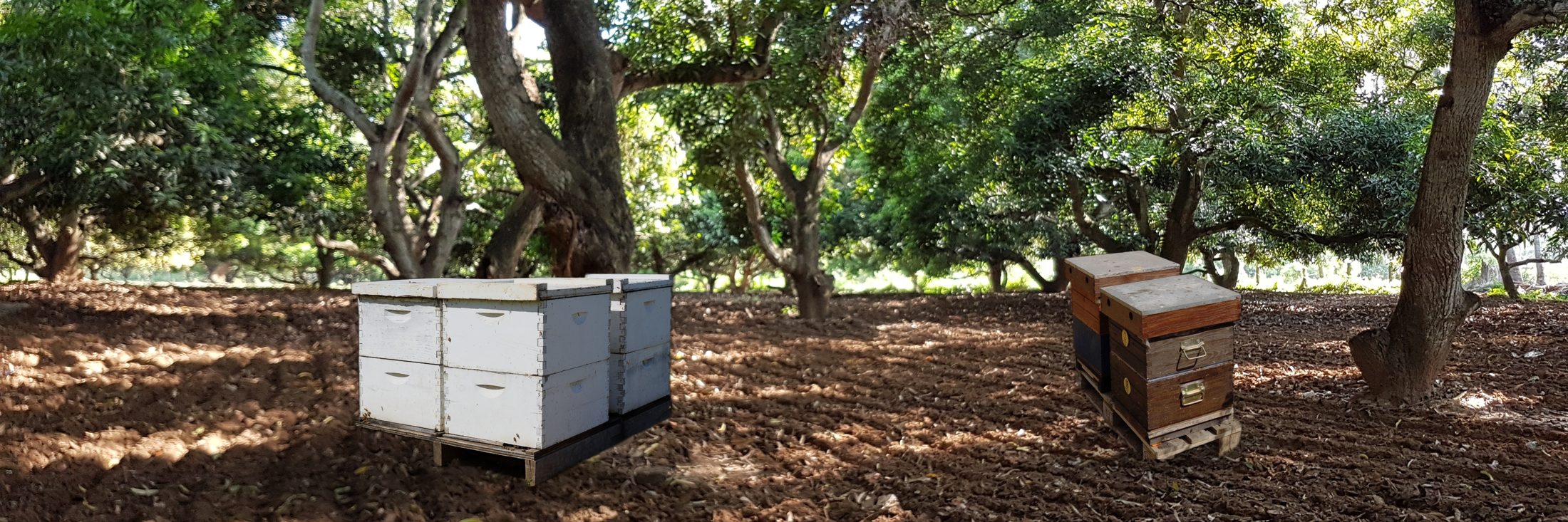 Beehives resting in the shade of an orchard