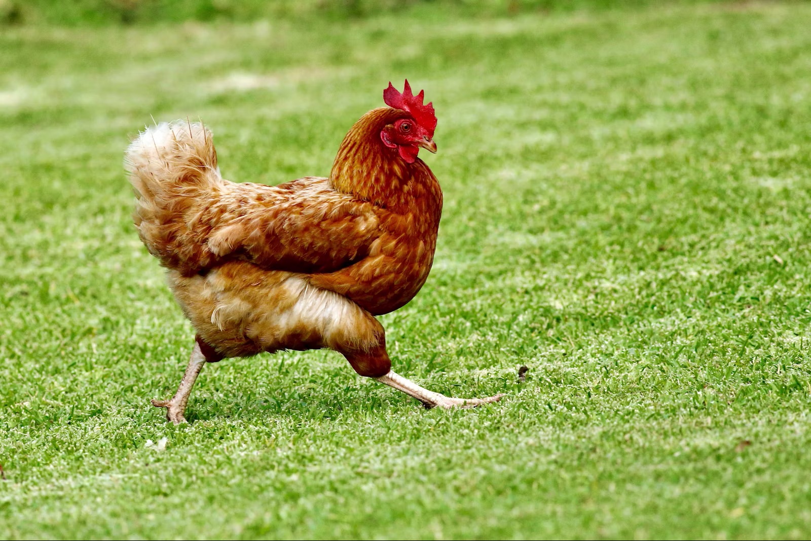 Poultry in a rotational farm paddock
