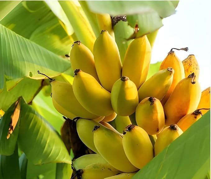 Banana bunch in crates at source