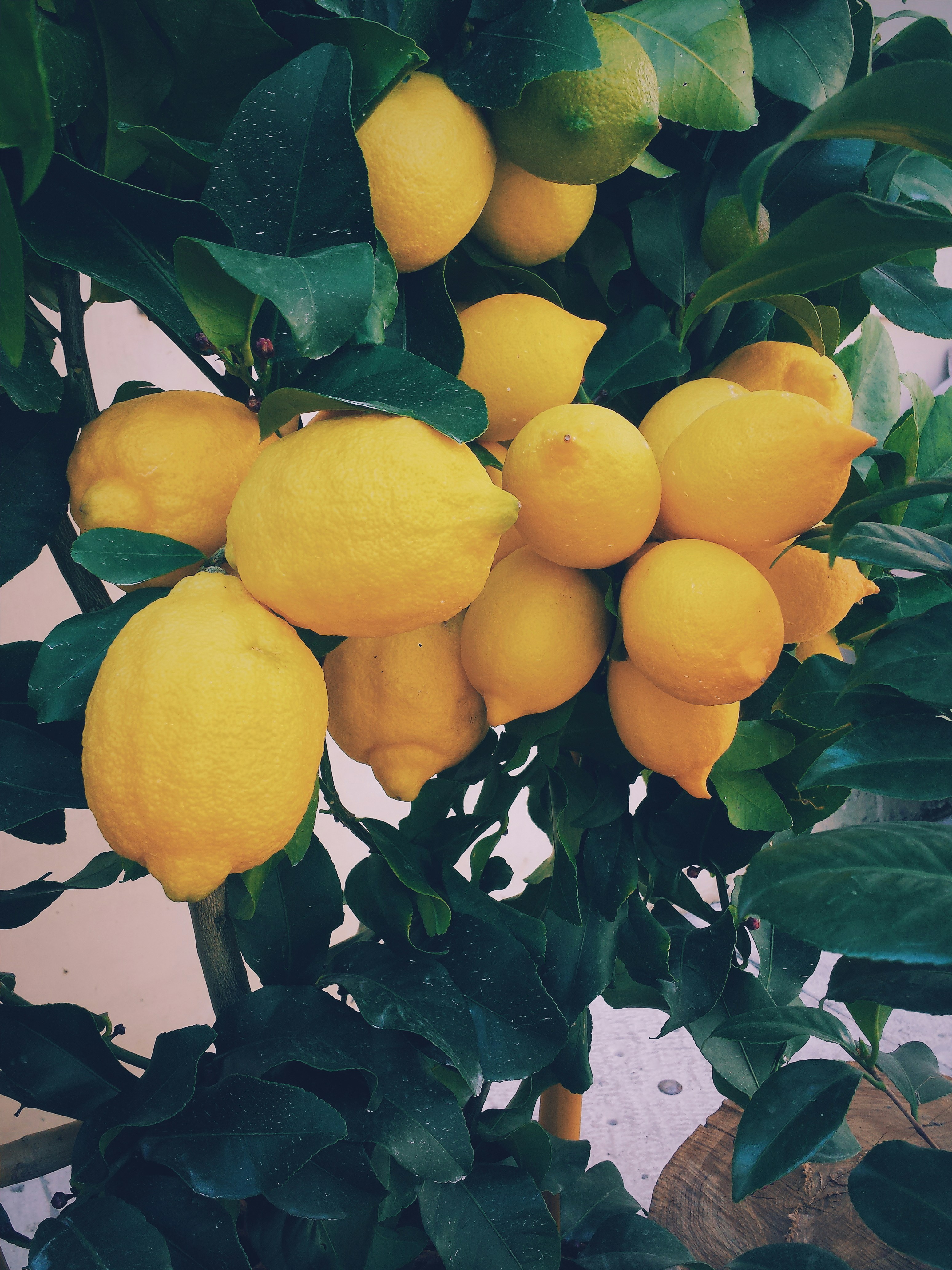 Kagzi lemon on the tree along the farm boundary